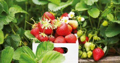 Braškės ne itin kaprizingos uogos ir dera praktiškai bet kokiomis daugiau ar mažiau tinkamomis sąlygomis.