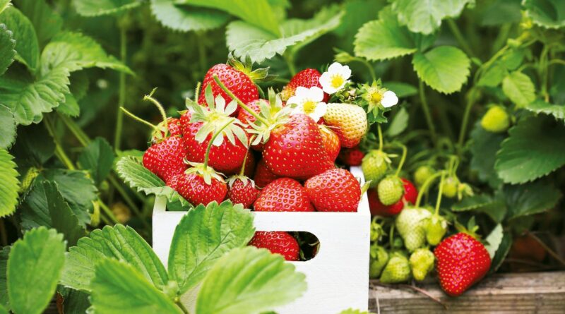 Braškės ne itin kaprizingos uogos ir dera praktiškai bet kokiomis daugiau ar mažiau tinkamomis sąlygomis.