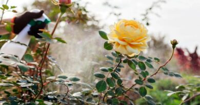 Kaip nepraleisti ligos pradžios ir suspėti išgelbėti krūmus.