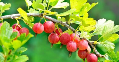 Kodėl agrastai tokie naudingi sveikatai ir kam ypač reikėtų juos valgyti.