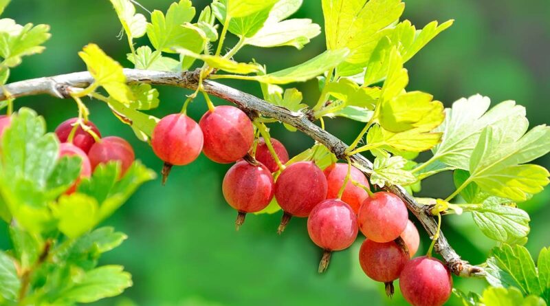 Kodėl agrastai tokie naudingi sveikatai ir kam ypač reikėtų juos valgyti.