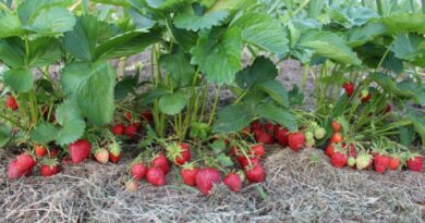 Pakartotinis mėgstamiausių vasaros uogų derlius – jau seniai nebe stebuklas, o įprastas dalykas. Tiesa, kainuojantis darbo ir žinių.