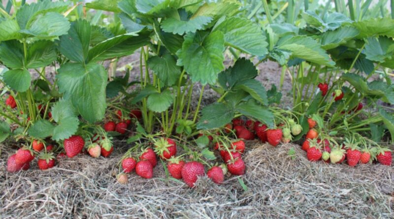 Pakartotinis mėgstamiausių vasaros uogų derlius – jau seniai nebe stebuklas, o įprastas dalykas. Tiesa, kainuojantis darbo ir žinių.