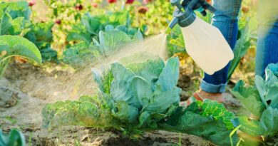 Kopūstai – viena populiariausių daržo kultūrų, ir ne tik tarp daržininkų: daugybė vabzdžių kenkėjų tiesiog dievina jų sultingus lapus. Todėl gali per labai trumpą laiką sunaikinti apčiuopiamą derliaus dalį.