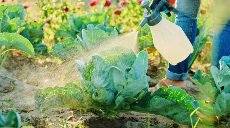 Kopūstai – viena populiariausių daržo kultūrų, ir ne tik tarp daržininkų: daugybė vabzdžių kenkėjų tiesiog dievina jų sultingus lapus. Todėl gali per labai trumpą laiką sunaikinti apčiuopiamą derliaus dalį.