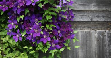 Dėl to, kad pridarėte klaidų – ir greičiausiai dar vasaros pradžioje. Arba tada, kai augalą sodinote.