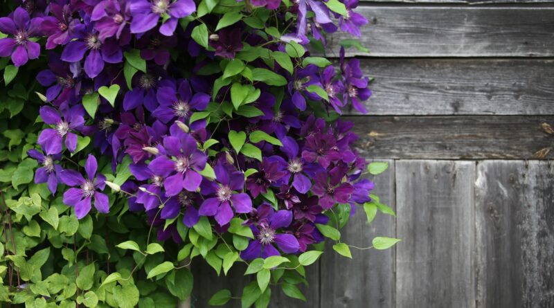 Dėl to, kad pridarėte klaidų – ir greičiausiai dar vasaros pradžioje. Arba tada, kai augalą sodinote.