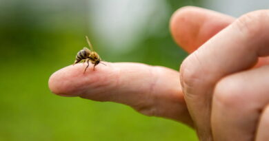 Vieni žmonės kuo ramiausiai ištveria iki 500 vabzdžių įkandimų ar įgėlimų, o tiems, kurių organizmas jautresnis, ir vienas kartais gali tapti lemtingas.