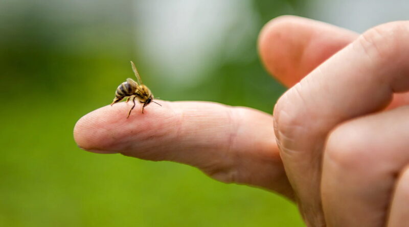 Vieni žmonės kuo ramiausiai ištveria iki 500 vabzdžių įkandimų ar įgėlimų, o tiems, kurių organizmas jautresnis, ir vienas kartais gali tapti lemtingas.
