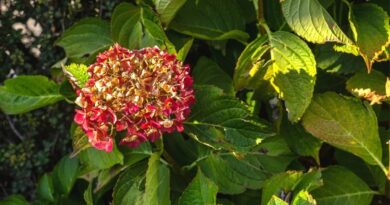 Taip laukto hortenzijų žydėjimo šią vasarą nebuvo? Papasakosime, kodėl ir kaip reikėtų viską ištaisyti.