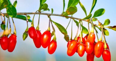 Kininis raugerškis, vilkauogės, godži uogos – tokie vieno ir to paties pastaraisiais metais nepaprastai išpopuliarėjusio, o paskui vėl šiek tiek primiršto augalo pavadinimai.