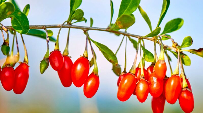 Kininis raugerškis, vilkauogės, godži uogos – tokie vieno ir to paties pastaraisiais metais nepaprastai išpopuliarėjusio, o paskui vėl šiek tiek primiršto augalo pavadinimai.