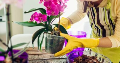 Jeigu orchidėjos jūsų namuose tik atsitiktinės viešnios – grožitės jomis, laistote, bet nesigilinate į priežiūros niuansus, sukluskite: žiemojimas šioms gėlėms gali tapti lemtingu išbandymu.