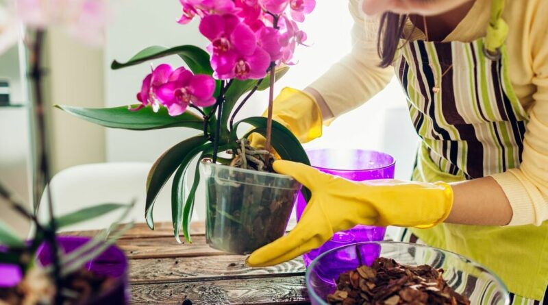 Jeigu orchidėjos jūsų namuose tik atsitiktinės viešnios – grožitės jomis, laistote, bet nesigilinate į priežiūros niuansus, sukluskite: žiemojimas šioms gėlėms gali tapti lemtingu išbandymu.