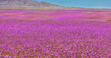 Atakamos dykuma Pietų Amerikoje laikoma sausiausia vieta Žemėje, kur beveik niekada nelyja.