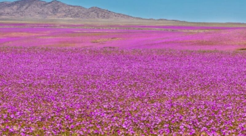 Atakamos dykuma Pietų Amerikoje laikoma sausiausia vieta Žemėje, kur beveik niekada nelyja.