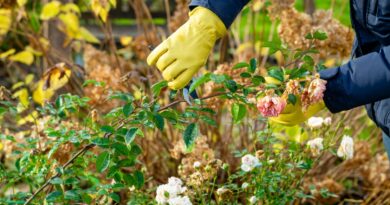 Kada ir kaip genėti rožes, kad jos sėkmingai peržiemotų.