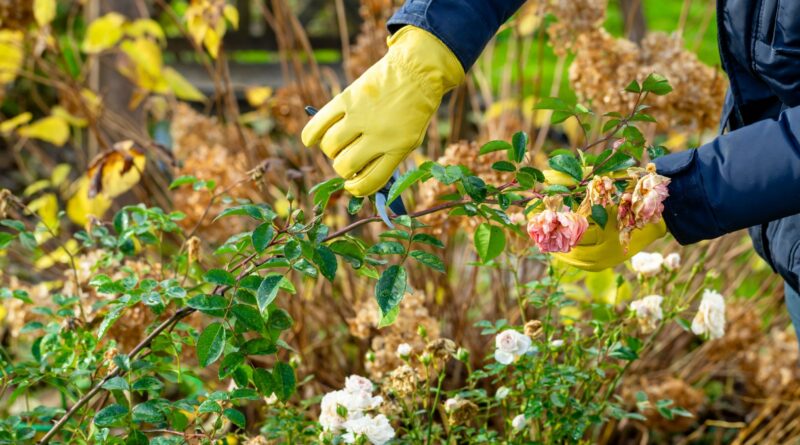 Kada ir kaip genėti rožes, kad jos sėkmingai peržiemotų.