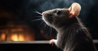 Pelės ir žiurkės dažniausiai į namus braunasi vasaros pabaigoje ir rudenį, kai lauke ima trūkti maisto šaltinių, o orai vėsta.