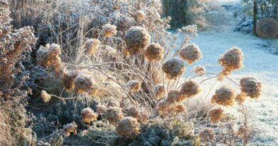 Hortenzijos – vis dar vienos populiariausių sodo puošmenų, džiuginančios masyviais žiedynais per visą rudenį ir dar ilgiau.