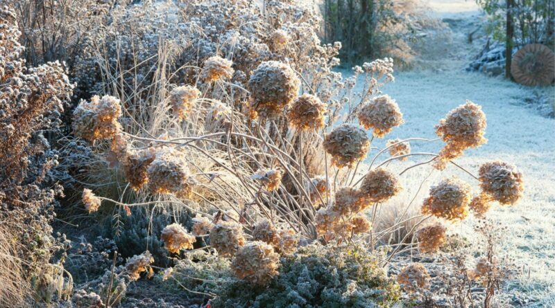 Hortenzijos – vis dar vienos populiariausių sodo puošmenų, džiuginančios masyviais žiedynais per visą rudenį ir dar ilgiau.