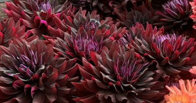 Sakoma, kad jurginai – romantikų gėlės. Bet jų selekcininkai turi ką pasiūlyti ir tiems, kam arčiau širdies gotika: jurginus visiškai juodais lapais.