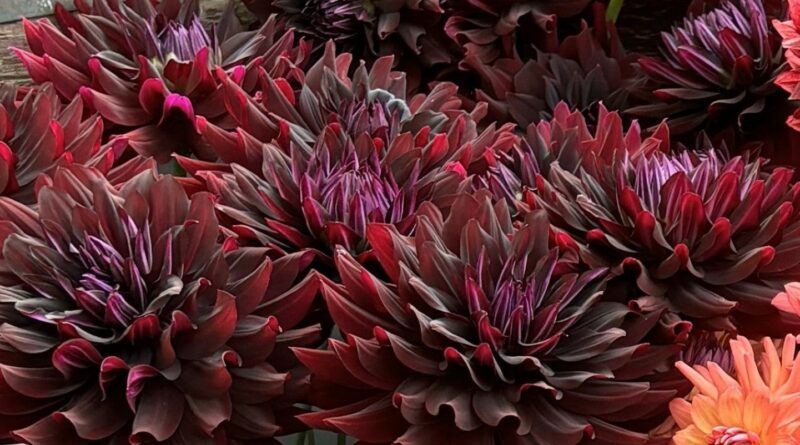 Sakoma, kad jurginai – romantikų gėlės. Bet jų selekcininkai turi ką pasiūlyti ir tiems, kam arčiau širdies gotika: jurginus visiškai juodais lapais.