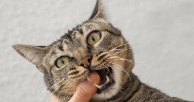 Dauguma žmonių laiko kates mielais naminiais gyvūnais, tačiau naujas Adelaidės universiteto tyrimas rodo, kad mes dažnai neteisingai suprantame jų siunčiamus signalus – ir tai gali būti pavojinga.