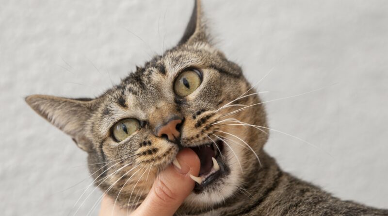 Dauguma žmonių laiko kates mielais naminiais gyvūnais, tačiau naujas Adelaidės universiteto tyrimas rodo, kad mes dažnai neteisingai suprantame jų siunčiamus signalus – ir tai gali būti pavojinga.