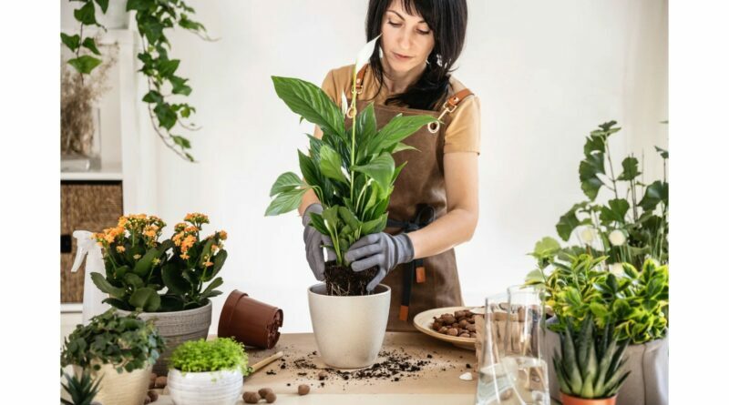Kad kambariniai ir balkono, terasų augalai būtų sveiki ir gražūs, jiems, težinantiems vazono žemę, būtinas reguliarus ir subalansuotas maistinių medžiagų papildymas.