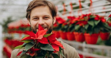 Kaip išsirinkus puansetiją ir parsinešus namo iškart jos nenumarinti.