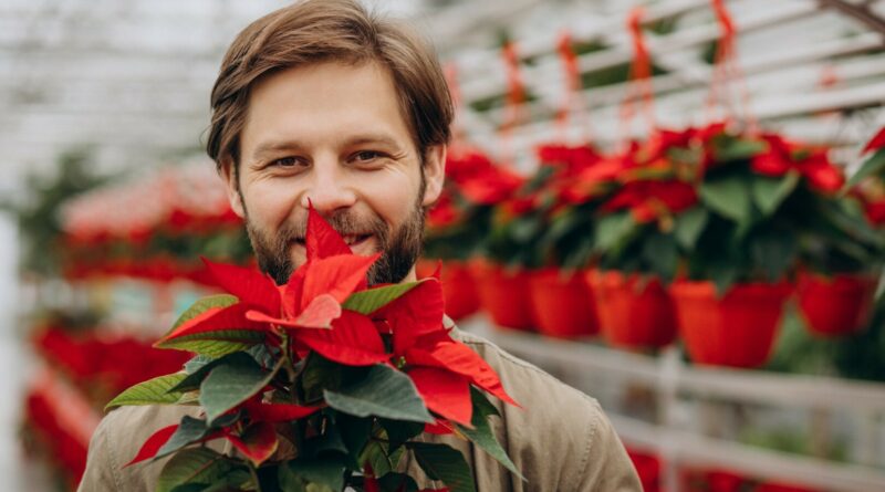 Kaip išsirinkus puansetiją ir parsinešus namo iškart jos nenumarinti.