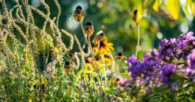 Sodas jau seniai liovėsi buvęs vien tik žemės rėželiu porai braškių lysvių ir vagai bulvių užsiauginti.