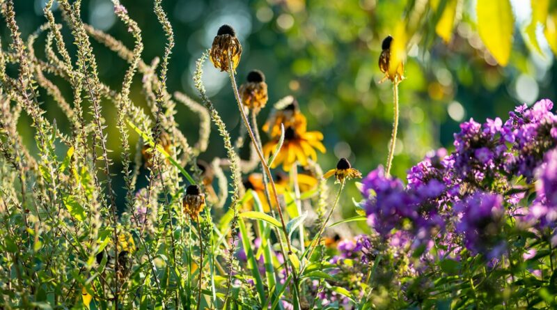 Sodas jau seniai liovėsi buvęs vien tik žemės rėželiu porai braškių lysvių ir vagai bulvių užsiauginti.