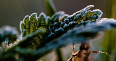 Nuo pavasarinių šalnų nukentėjusių sodų ir uogų augintojų nuostoliams kompensuoti skirta 3,3 mln. eurų – ūkininkams iš viso trūksta 0,5 mln. eurų, sako žemės ūkio viceministras Gediminas Tamašauskis.