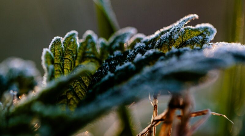Nuo pavasarinių šalnų nukentėjusių sodų ir uogų augintojų nuostoliams kompensuoti skirta 3,3 mln. eurų – ūkininkams iš viso trūksta 0,5 mln. eurų, sako žemės ūkio viceministras Gediminas Tamašauskis.