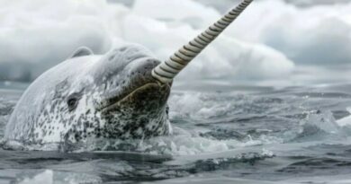 Jei vienaragio mitas būtų gimęs Arktyje, jo herojumi neabejotinai taptų narvalas.