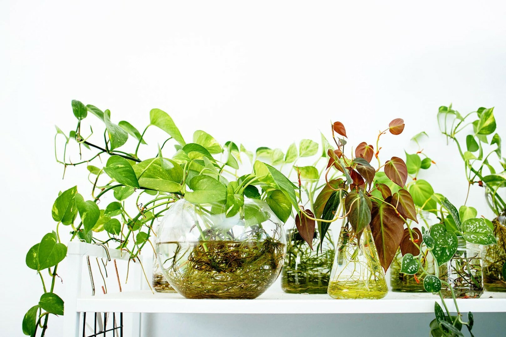 Oranžerija buteliuose? Pabandykite!