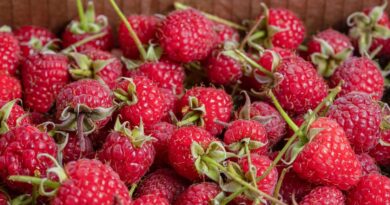 Avietės nereiklios ir labai derlingos, tačiau turi vieną nemenką trūkumą: yra linkusios sparčiai plėstis.