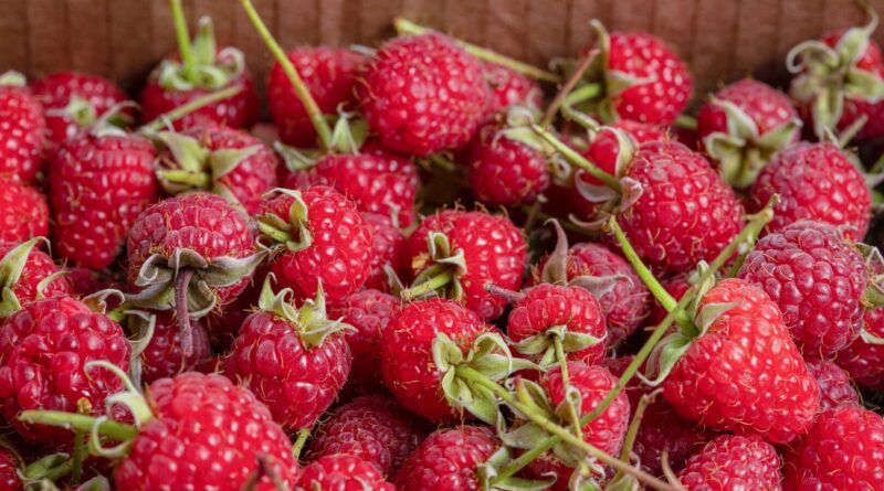 Avietės nereiklios ir labai derlingos, tačiau turi vieną nemenką trūkumą: yra linkusios sparčiai plėstis.