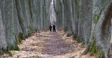 Įspūdingoji Daniliškio liepų alėja Krekenavos krašte lankytojus sutinka atsinaujinusi.