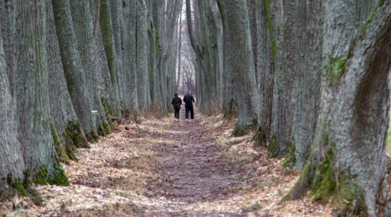 Įspūdingoji Daniliškio liepų alėja Krekenavos krašte lankytojus sutinka atsinaujinusi.