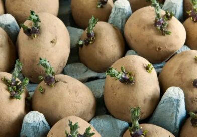 Jau seniai nereikia nieko įtikinėti, kad tai įmanoma – naujojo derliaus bulvių paragauti per Jonines ar net prieš jas.