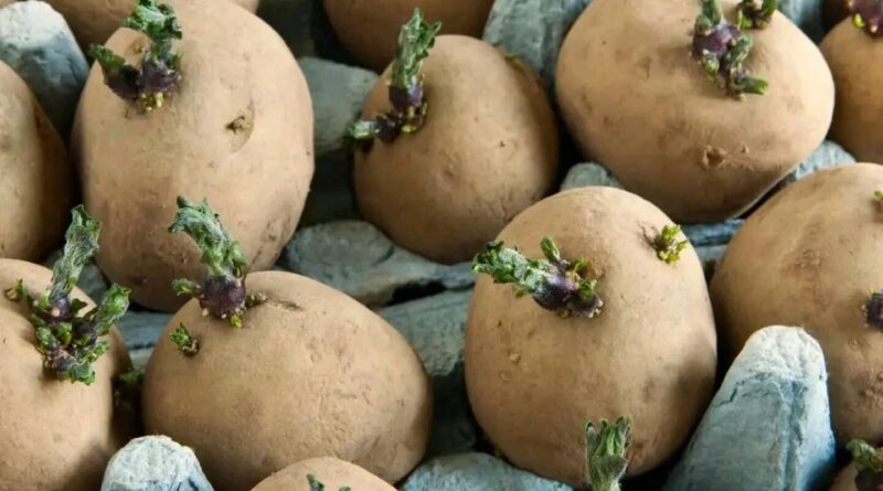 Jau seniai nereikia nieko įtikinėti, kad tai įmanoma – naujojo derliaus bulvių paragauti per Jonines ar net prieš jas.