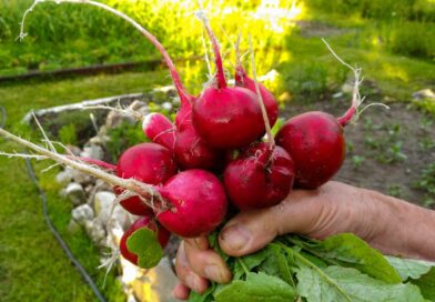 Ridikėliai – viena ankstyviausių daržovių, kurių galime užsiauginti savo darže. Deja, ne visada ši, atrodytų, visiškai nereikli kultūra paklūsta mūsų norams.