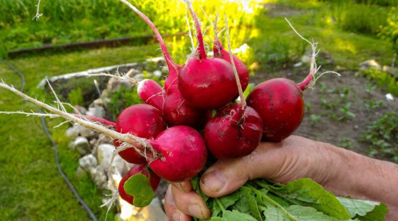 Ridikėliai – viena ankstyviausių daržovių, kurių galime užsiauginti savo darže. Deja, ne visada ši, atrodytų, visiškai nereikli kultūra paklūsta mūsų norams.