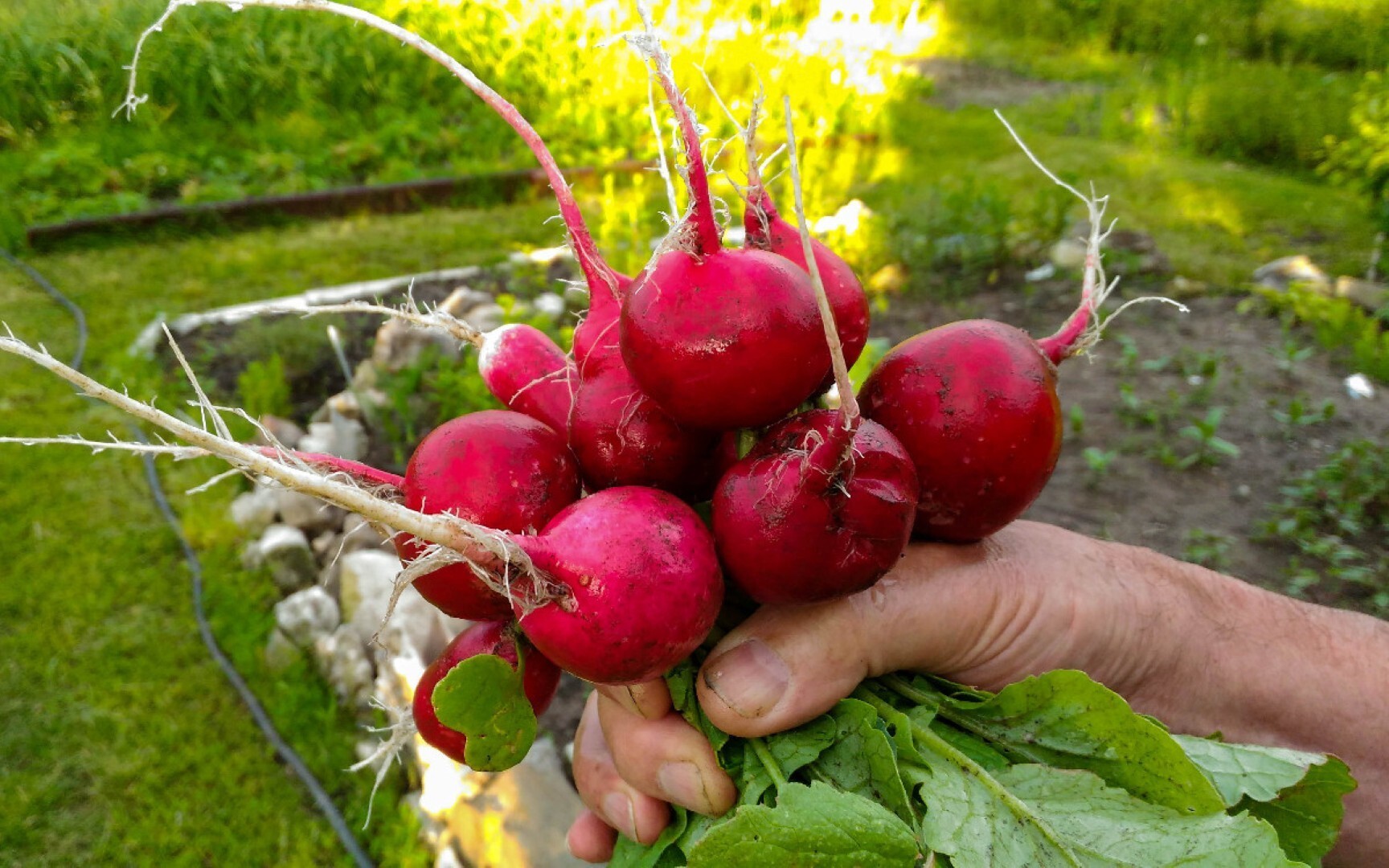 7 paslaptys, kaip greitai užauginti didelį ridikėlių derlių
