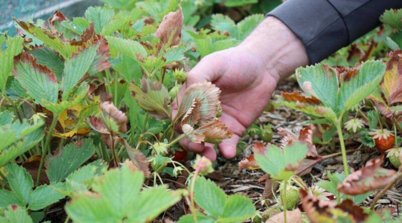 Be sveikų lapų tikėtis gero braškių derliaus neverta. Tad jeigu dar vakar žaliavę lapai staiga ėmė džiūti – ir pradėjo nuo galiukų, būtina skubiai aiškintis, kodėl taip atsitiko, ir imtis reikiamų priemonių uogynui gelbėti.