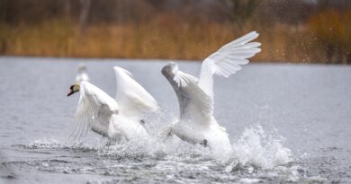 Valstybinė maisto ir veterinarijos tarnyba (VMVT) informuoja, kad Nacionaliniame maisto ir veterinarijos rizikos vertinimo institute gulbei nebylei patvirtintas labai patogeniškas paukščių gripo H5N1 potipio virusas.