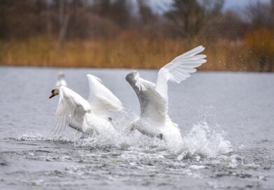 Valstybinė maisto ir veterinarijos tarnyba (VMVT) informuoja, kad Nacionaliniame maisto ir veterinarijos rizikos vertinimo institute gulbei nebylei patvirtintas labai patogeniškas paukščių gripo H5N1 potipio virusas.